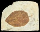 Fossil Leaf (Beringiaphyllum) - Montana #71502-1